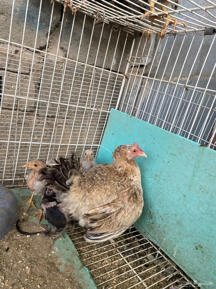 دجاج 1