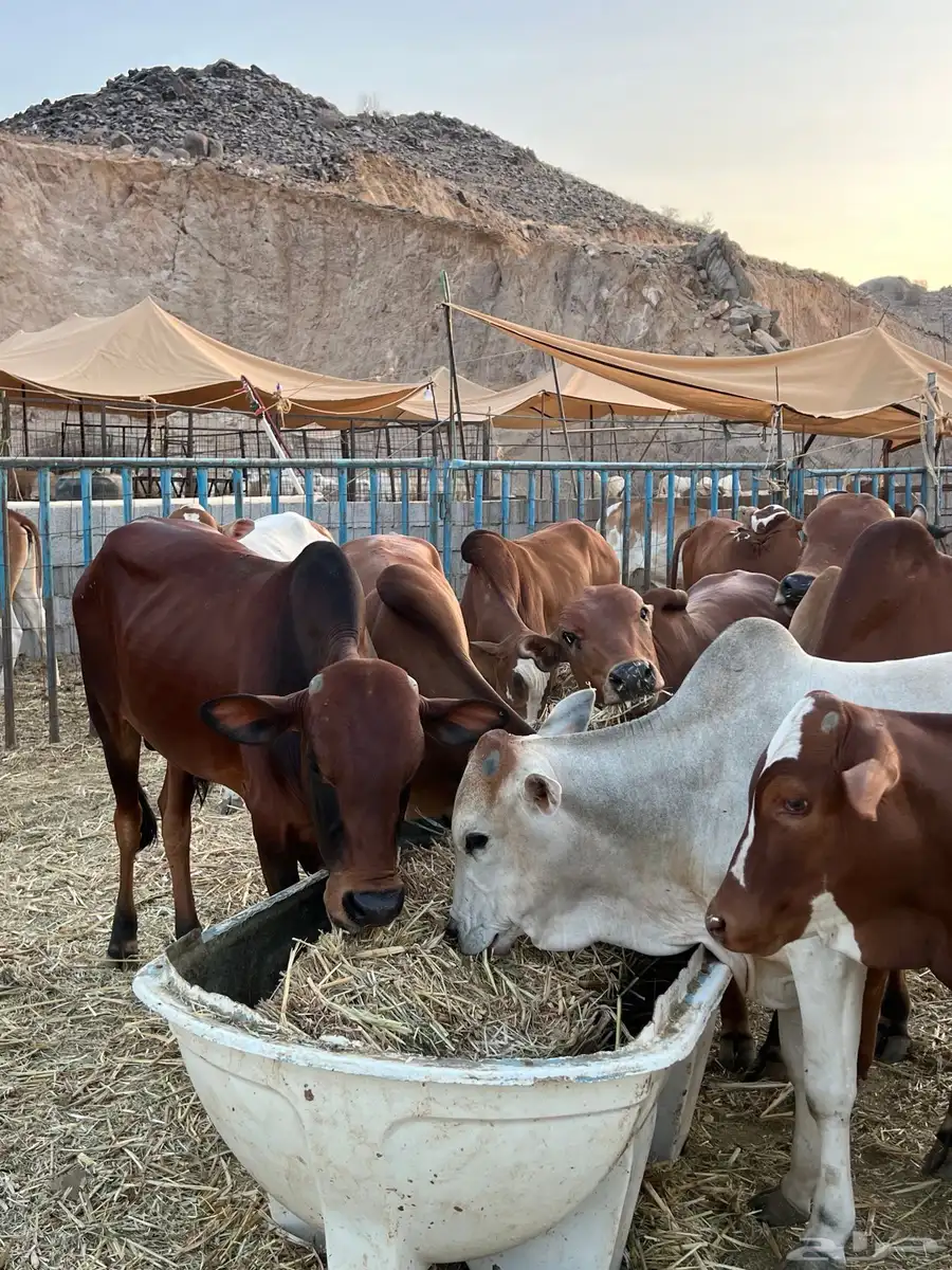 حسلان بلدي 3