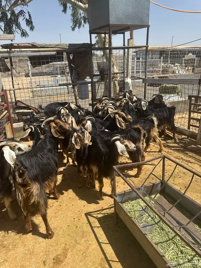 معزا. حو العدد 24 راس وتحتها 8 8