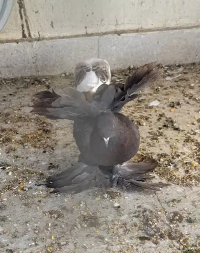 طيتين حمام رقاص هندي 2
