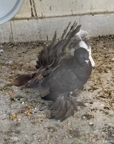 طيتين حمام رقاص هندي 1