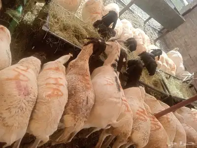 سواكن تربيه للبيع جمله احجام طيبه 6