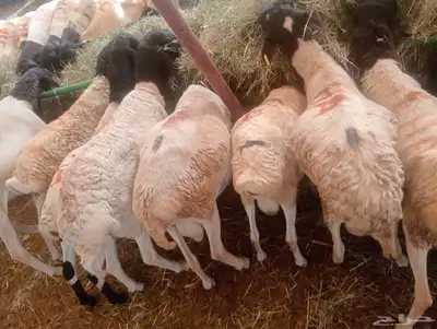 سواكن تربيه للبيع جمله احجام طيبه 5