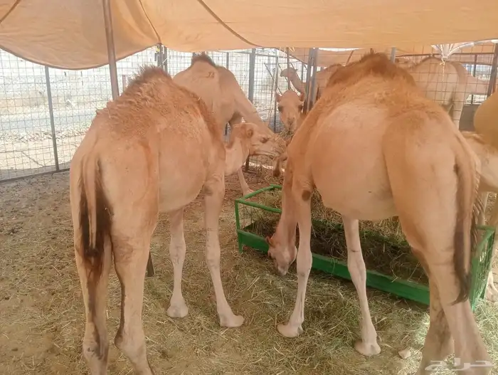 حواشى صوماليه مرابى 2