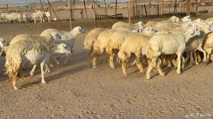 رخال حريات حرش دفيع مضاريع عددها 55 معاها فحلين 15