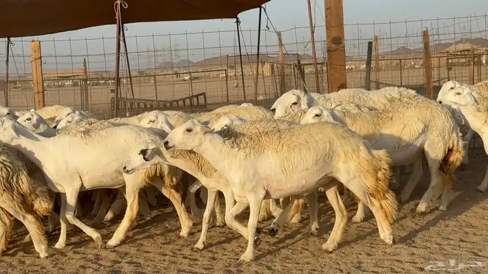 رخال حريات حرش دفيع مضاريع عددها 55 معاها فحلين 5