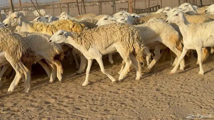 رخال حريات حرش دفيع مضاريع عددها 55 معاها فحلين 11