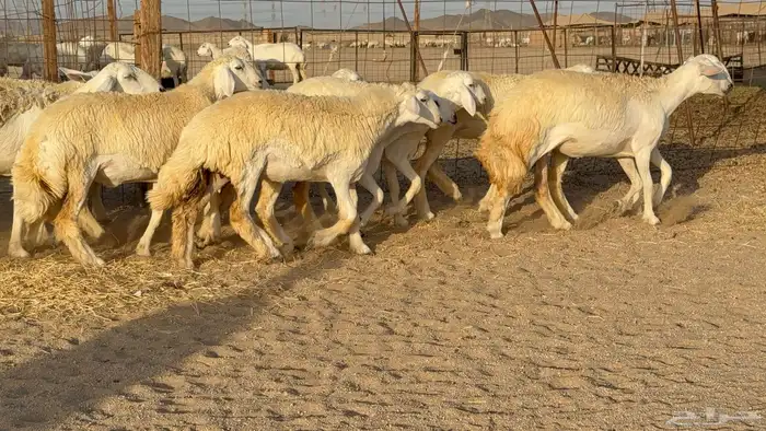 رخال حريات حرش دفيع مضاريع عددها 55 معاها فحلين 9