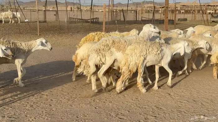 رخال حريات حرش دفيع مضاريع عددها 55 معاها فحلين 8