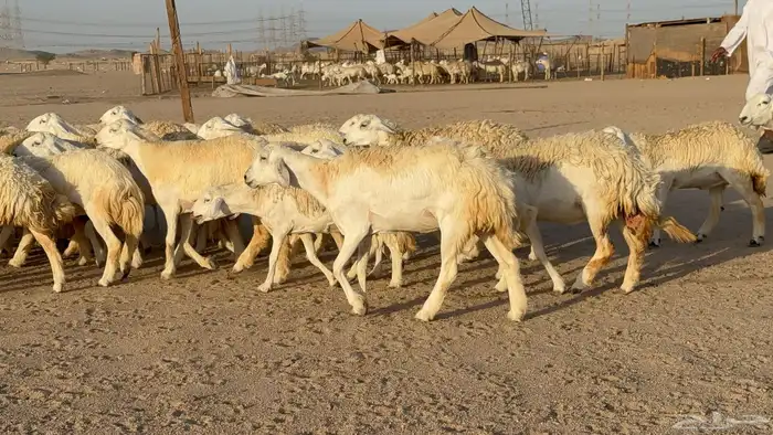رخال حريات حرش دفيع مضاريع عددها 55 معاها فحلين 22