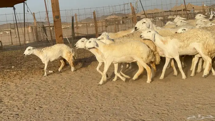 رخال حريات حرش دفيع مضاريع عددها 55 معاها فحلين 12