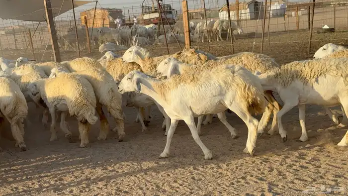 رخال حريات حرش دفيع مضاريع عددها 55 معاها فحلين 23