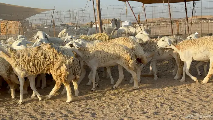 رخال حريات حرش دفيع مضاريع عددها 55 معاها فحلين 20