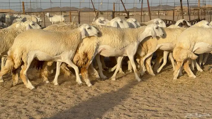 رخال حريات حرش دفيع مضاريع عددها 55 معاها فحلين 17