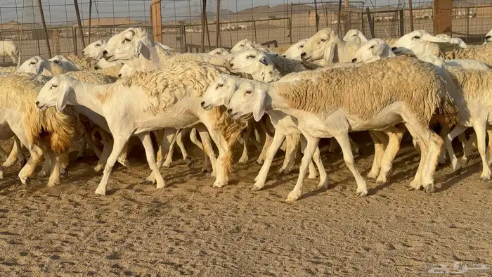 رخال حريات حرش دفيع مضاريع عددها 55 معاها فحلين 10