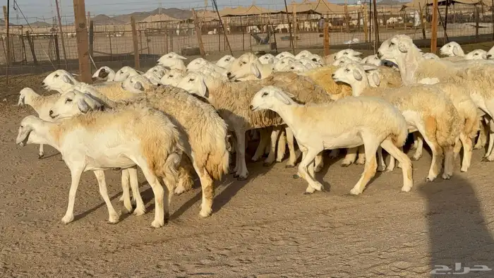 رخال حريات حرش دفيع مضاريع عددها 55 معاها فحلين 14