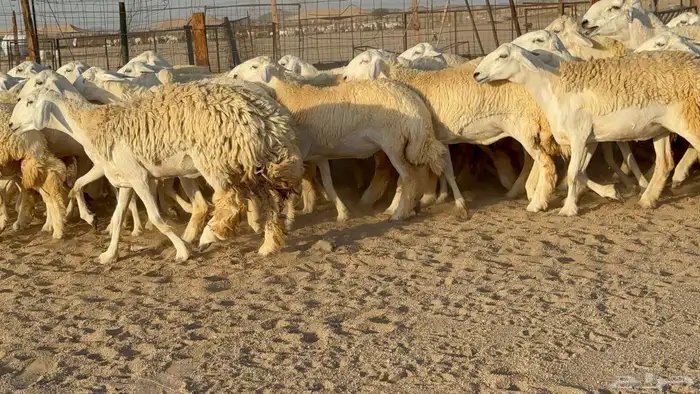 رخال حريات حرش دفيع مضاريع عددها 55 معاها فحلين 16