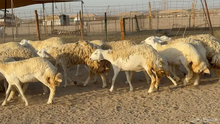 رخال حريات حرش دفيع مضاريع عددها 55 معاها فحلين 4