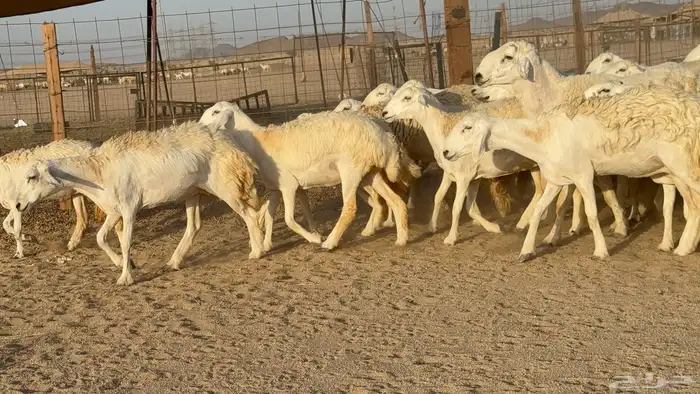 رخال حريات حرش دفيع مضاريع عددها 55 معاها فحلين 7
