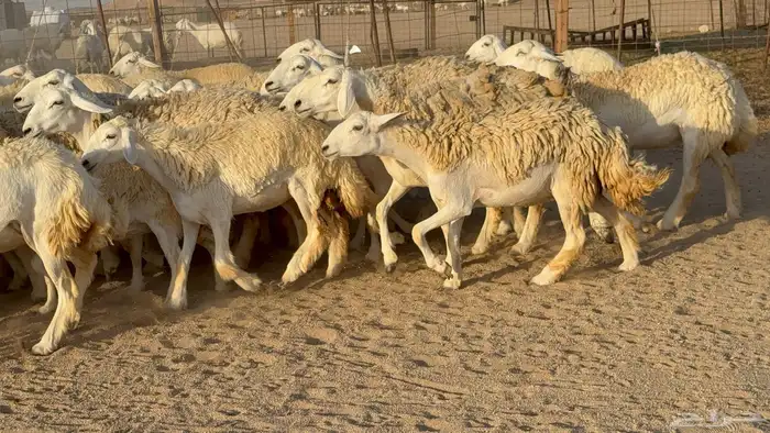 رخال حريات حرش دفيع مضاريع عددها 55 معاها فحلين 13