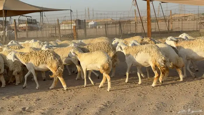 رخال حريات حرش دفيع مضاريع عددها 55 معاها فحلين 1