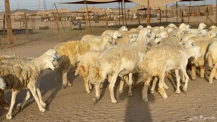 رخال حريات حرش دفيع مضاريع عددها 55 معاها فحلين 6