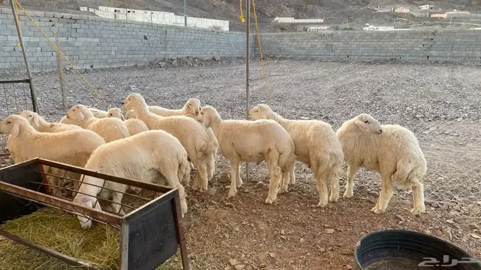 للبيع طليان فاخره 0