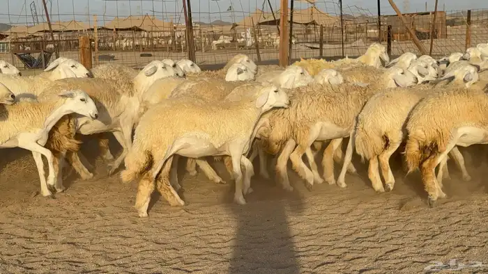 رخال حريات حرش دفيع مضاريع عددها 55 معاها فحلين 2