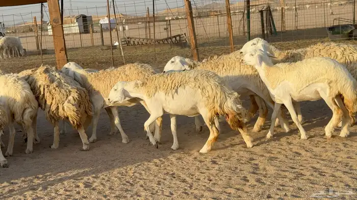 رخال حريات حرش دفيع مضاريع عددها 55 معاها فحلين 3