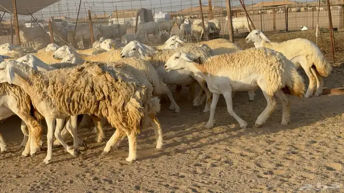 رخال حريات حرش دفيع مضاريع عددها 55 معاها فحلين 18
