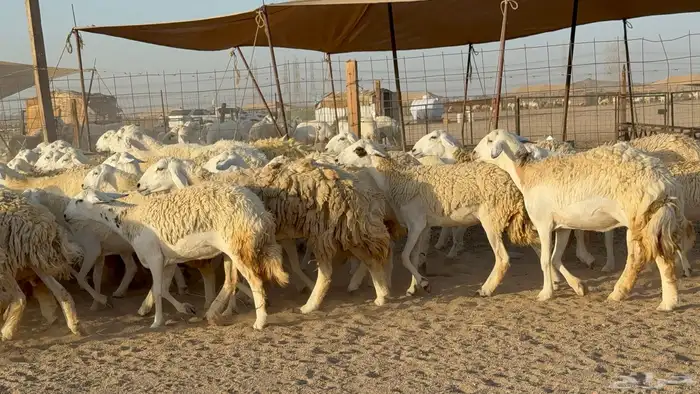 رخال حريات حرش دفيع مضاريع عددها 55 معاها فحلين 19