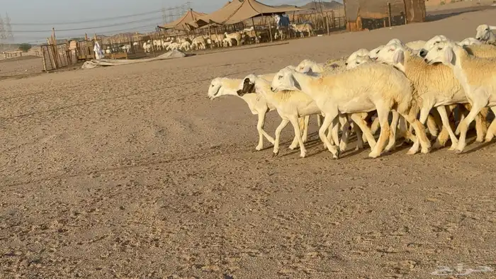 رخال حريات حرش دفيع مضاريع عددها 55 معاها فحلين 21