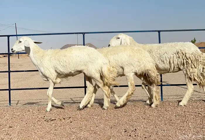 حريات صنف(تم البيع ) 0
