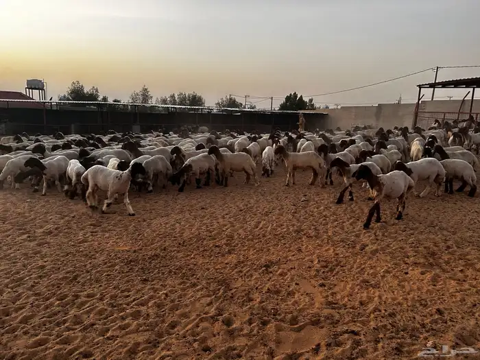 جذعات نعيم صنف 3