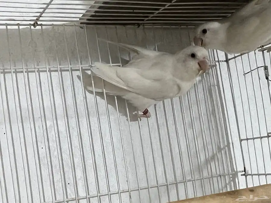 روز البينو اناثي 4
