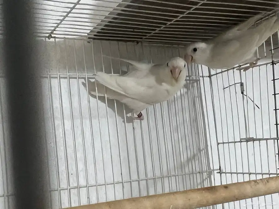 روز البينو اناثي 5