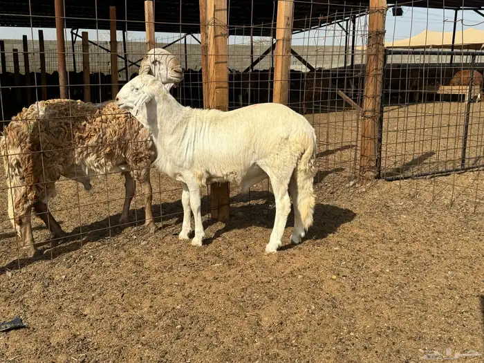 سواكني مربى شبية الحري زواج - عقيقة - مناسبات 1