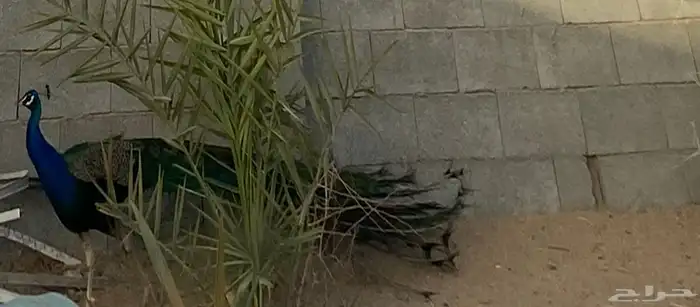 2 ذكور 4