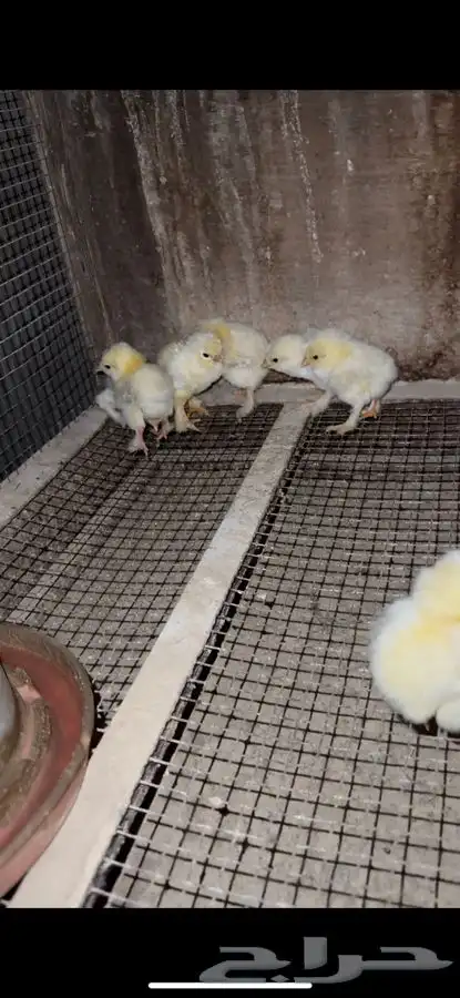 براهما كولومبي كونك صيصان دجاج فراريج 0