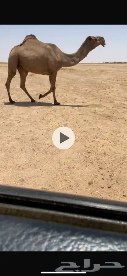 لقحات 2 1