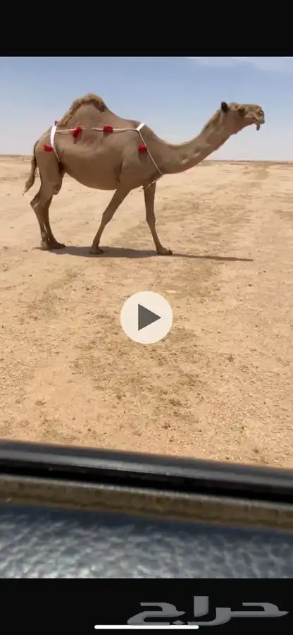 لقحات 2 0