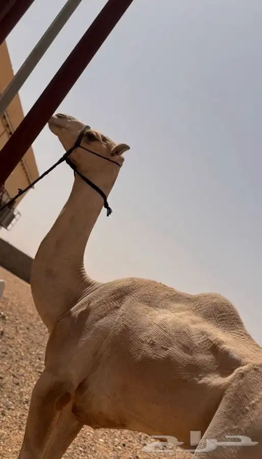 قعود حر 0