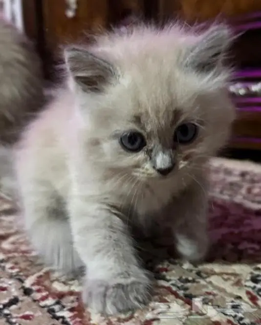 قطط صغيره هملايا 0