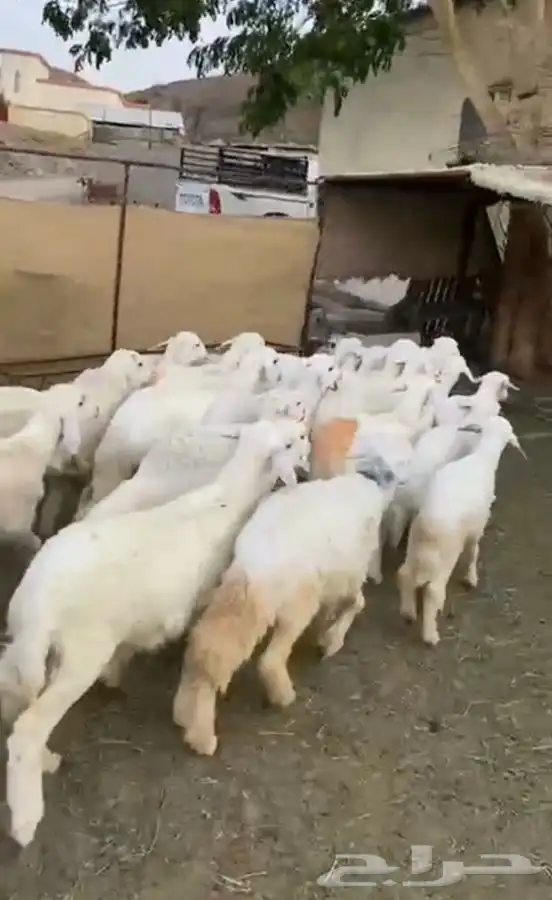 بهم حري تربيه 6
