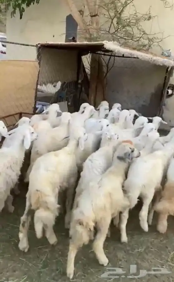 بهم حري تربيه 3