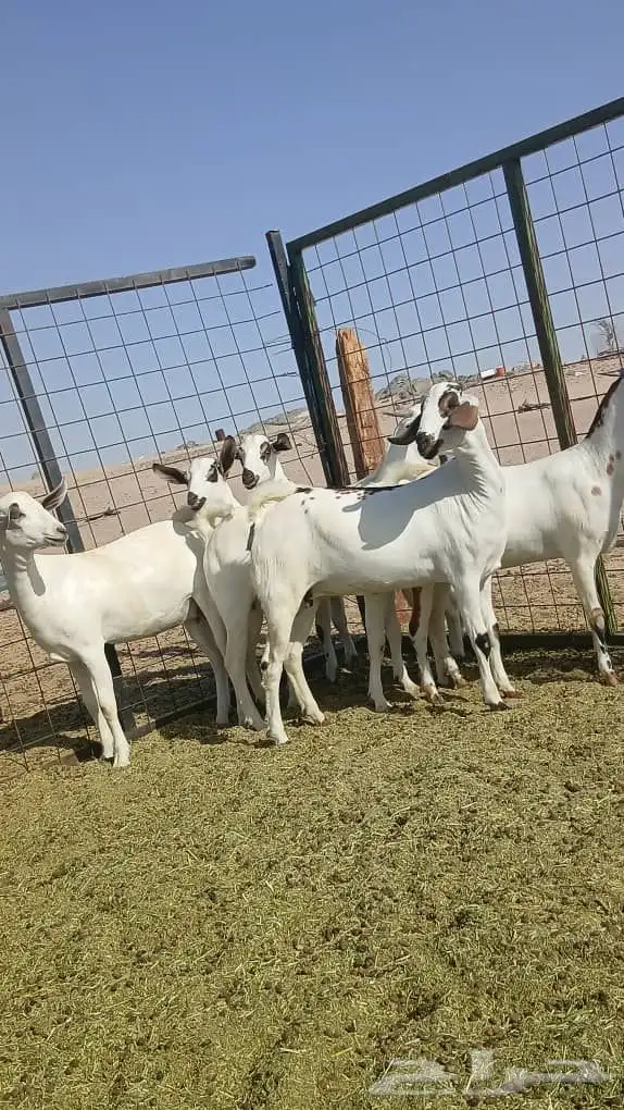 جفار بيشيات صنف انباعت 0