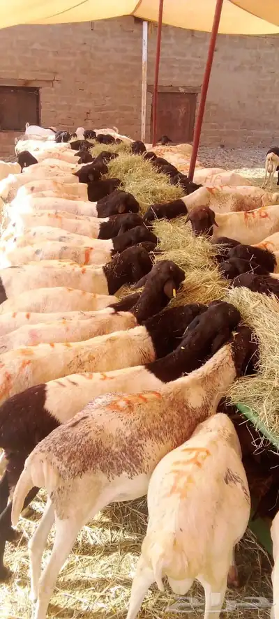 سواكن تربيه للبيع جمله احجام طيبه 2