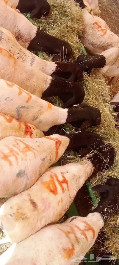 سواكن تربيه للبيع جمله احجام طيبه 8