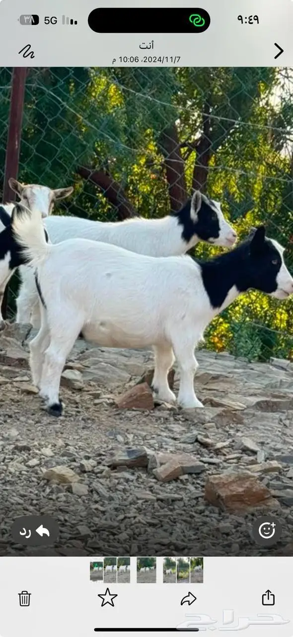 ماعز قزم للبيع 1
