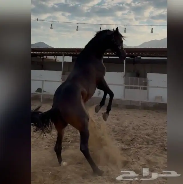 خيل كوميت 0